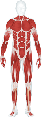 Muskul&#x00E4;re&#x20;Beschwerden