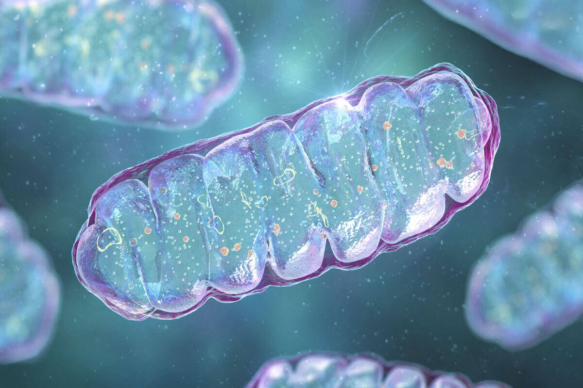 Mitochondrienfunktion Mitochondrienfunktion