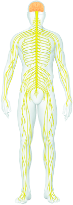 Neuronale,&#x20;Neuro-degenerative&#x20;Erkrankungen