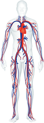 &#x20;Durchblutungs-st&#x00F6;rungen